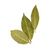 Bay Leaf