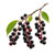 Bird Cherry
