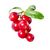 Cranberry