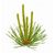 Pine Shoots