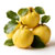 Quince (Japanese)