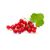 Red Currant