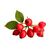 Rose Hip