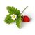 Strawberry (Wild)