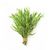 Tarragon