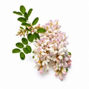 Acacia
