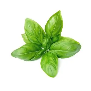 Basil - ingredient for homemade liqueurs and infusions