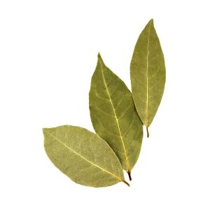 Bay Leaf used in flavouring homemade liqueurs