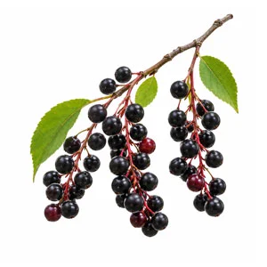 Bird Cherry