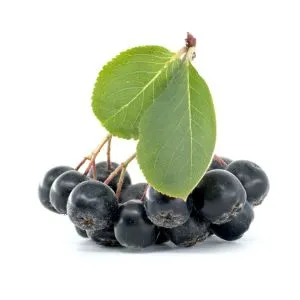 Chokeberry ingredient used in liqueur recipes