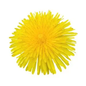 Dandelions