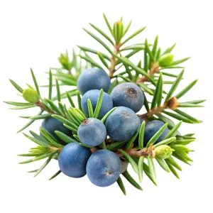 Juniper Berry ingredient used in liqueur recipes