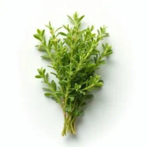 Lemon Thyme - ingredient for homemade liqueurs and infusions