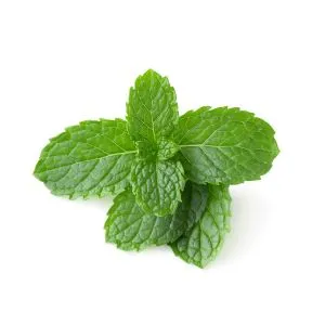 Mint ingredient used in liqueur recipes