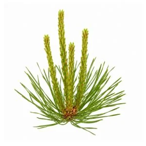 Pine Shoots