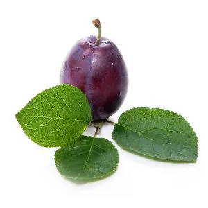 Plum (Prune) ingredient used in liqueur recipes