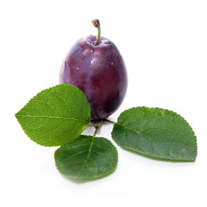 Plum (Prune)