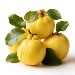 Quince (Japanese)