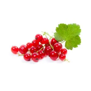 Red Currant - ingredient for homemade liqueurs and infusions