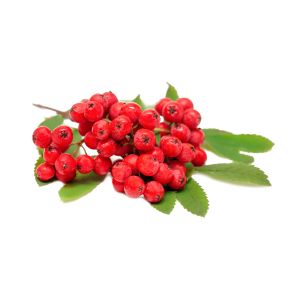 Rowanberry