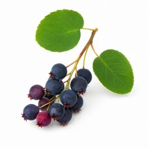 Serviceberry