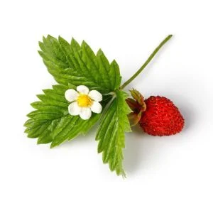 Strawberry (Wild)