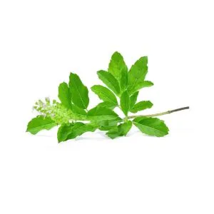 Tulsi - ingredient for homemade liqueurs and infusions