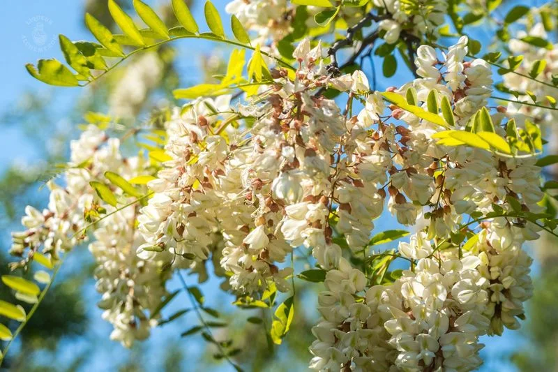 Acacia