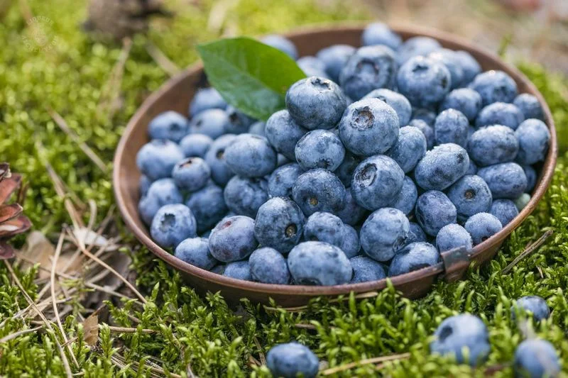 Bilberry