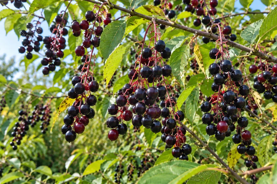 Bird Cherry