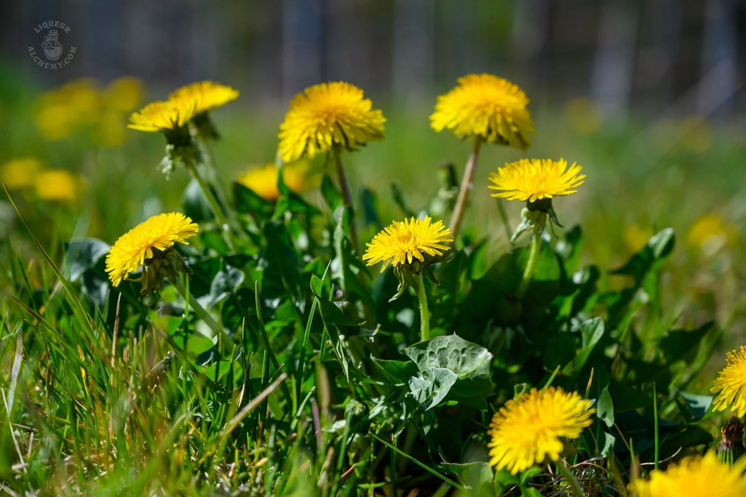 Dandelions