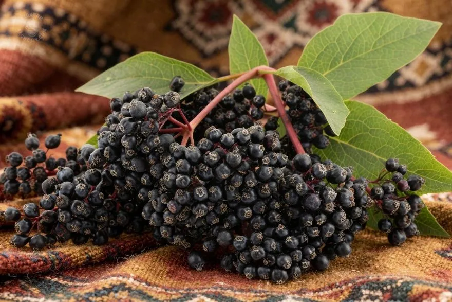 Elderberry