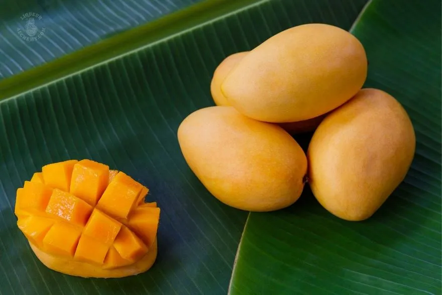Mango