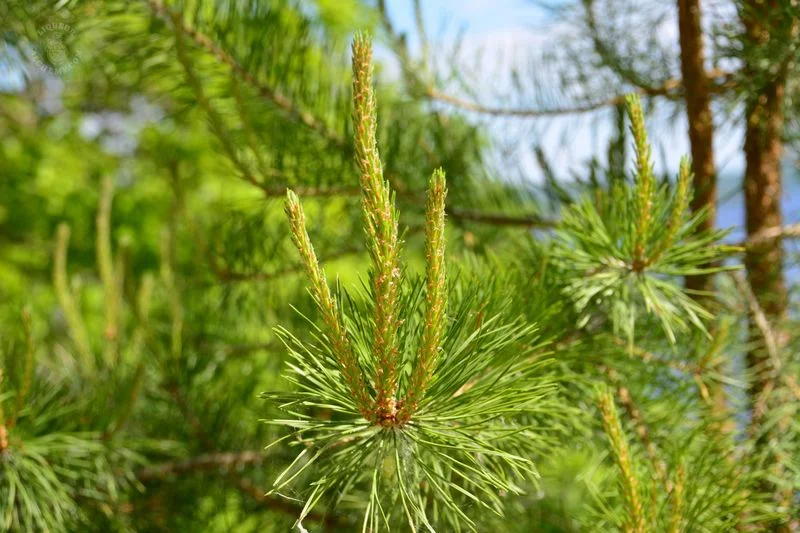 Pine Shoots