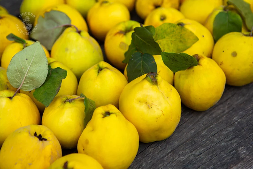 Quince (Japanese)