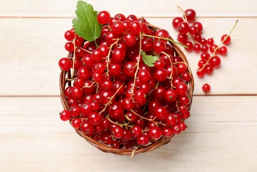 Red Currant