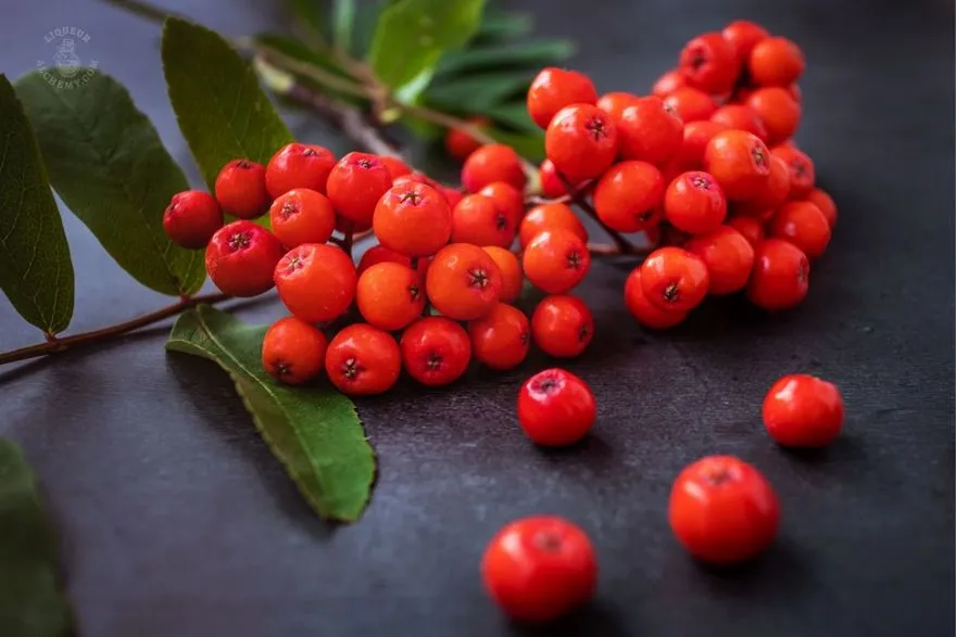 Rowanberry