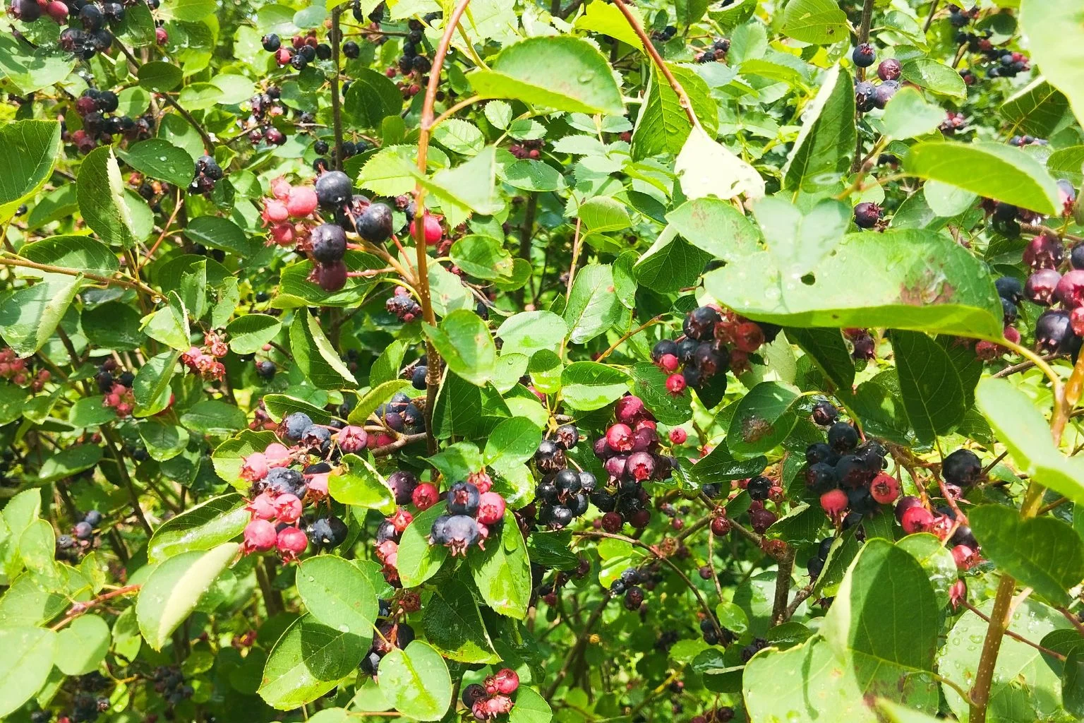 Serviceberry