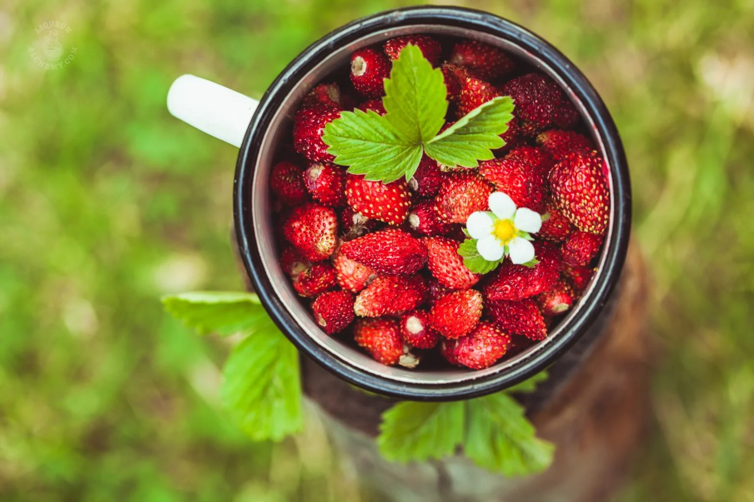 Strawberry (Wild)