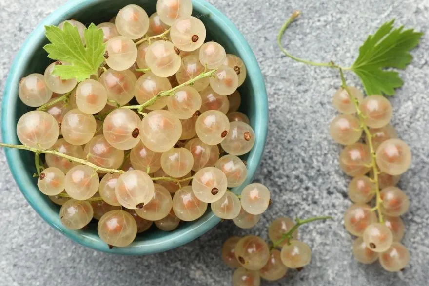 White Currant