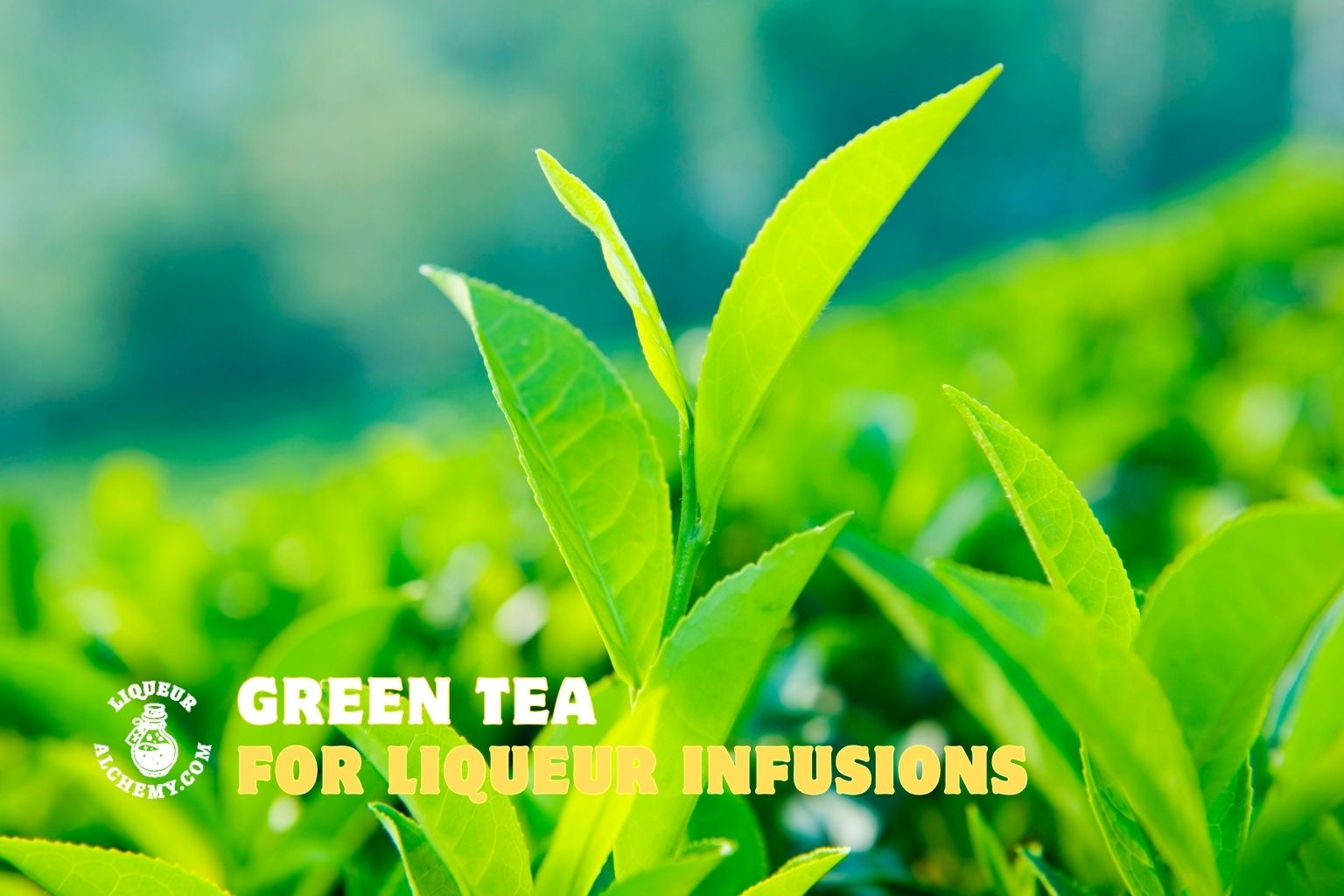Green Tea | Ingredients of Liqueur Alchemy